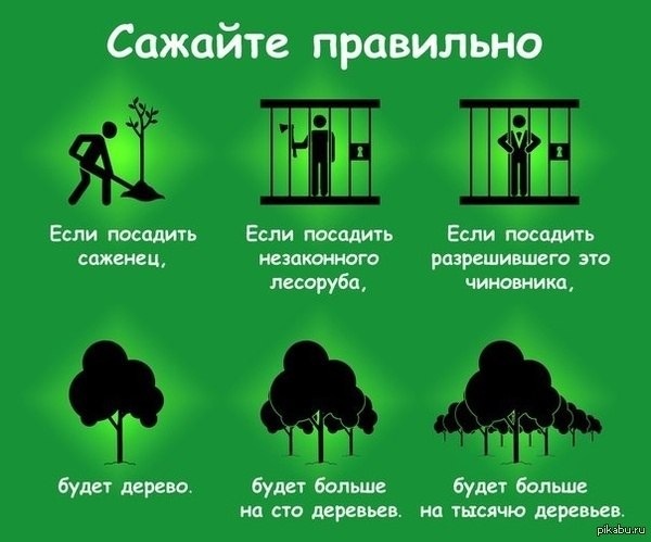 Купить ганджу